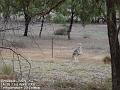 2007-0421Deniliquin,NSW,AU
